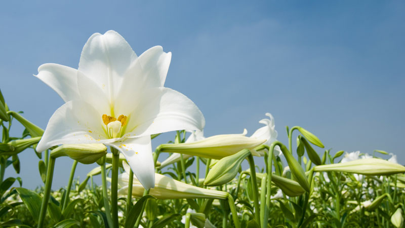 Lily bulbs are distributed in CurTec containers